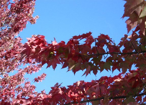 Autumn in Stanley Park