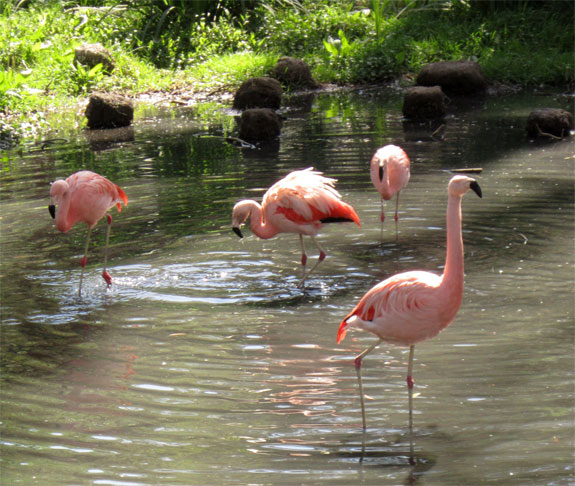 Natural Heritage :: Córdoba City :: Argentina